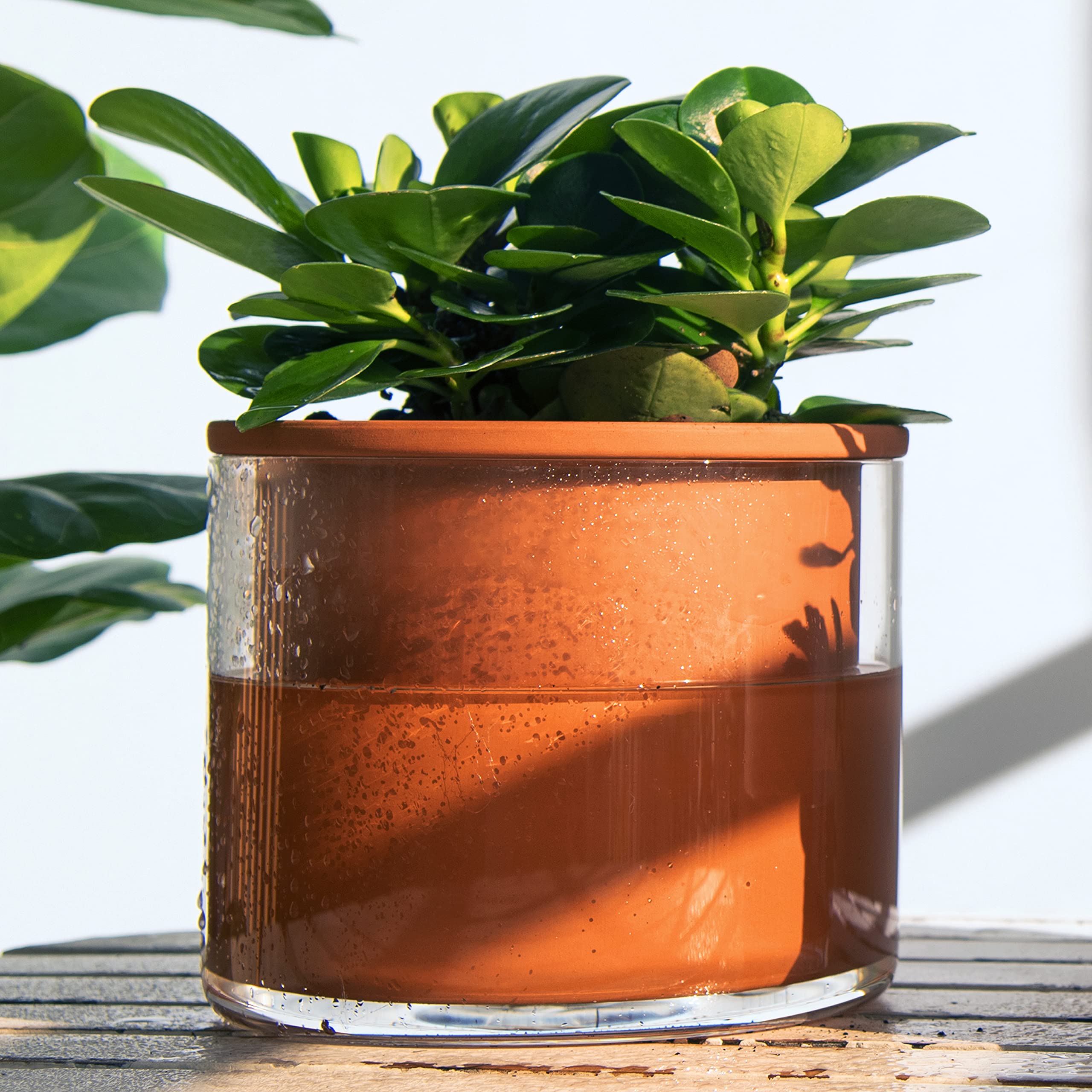Phoenix Vine side profile revealing clear glass reservoir for easy water-level monitoring and visual appeal