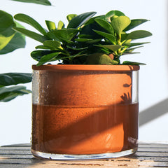 Phoenix Vine side profile revealing clear glass reservoir for easy water-level monitoring and visual appeal