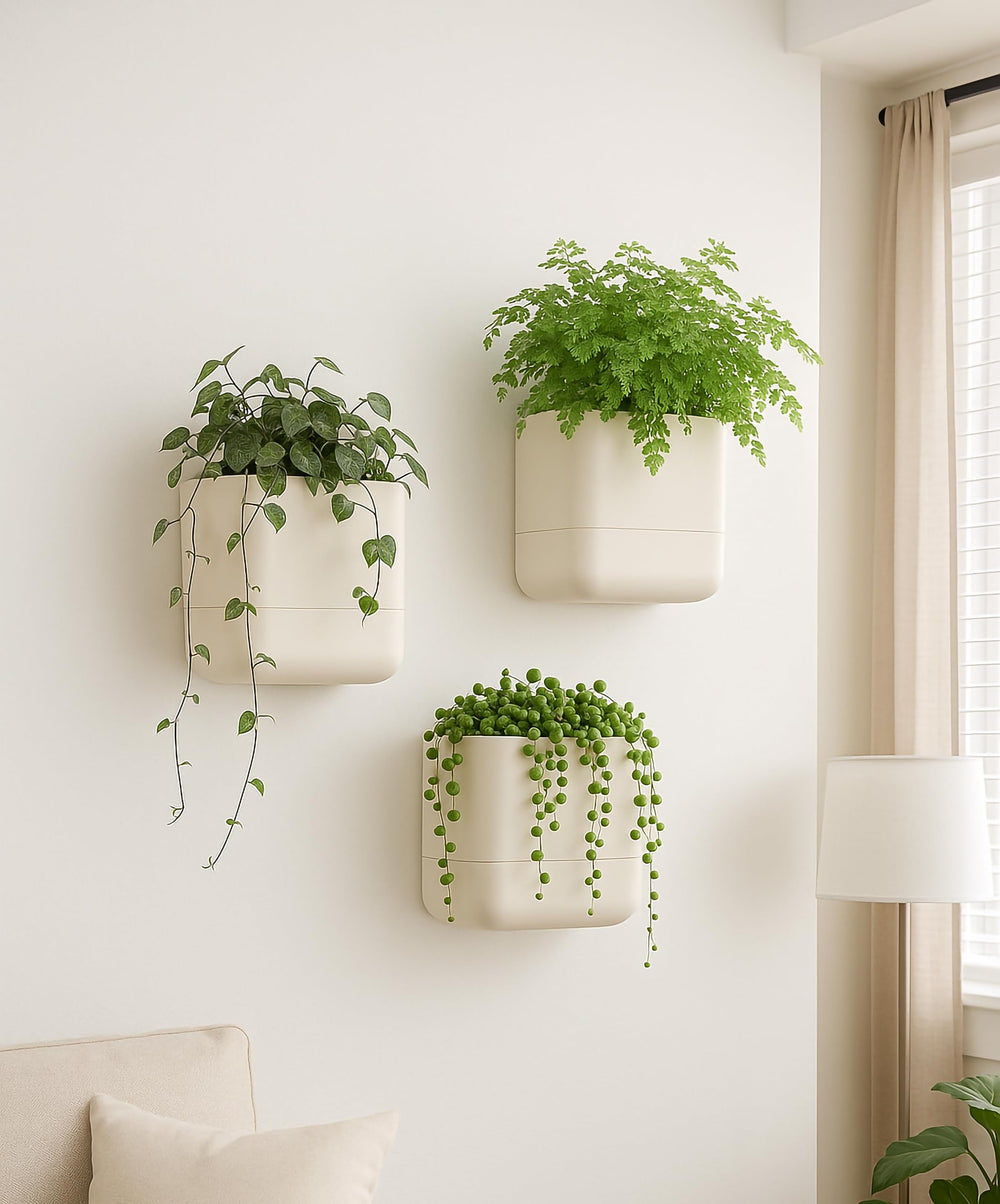 Phoenix Vine beside a 6-inch pot showing scale and ideal plant fit