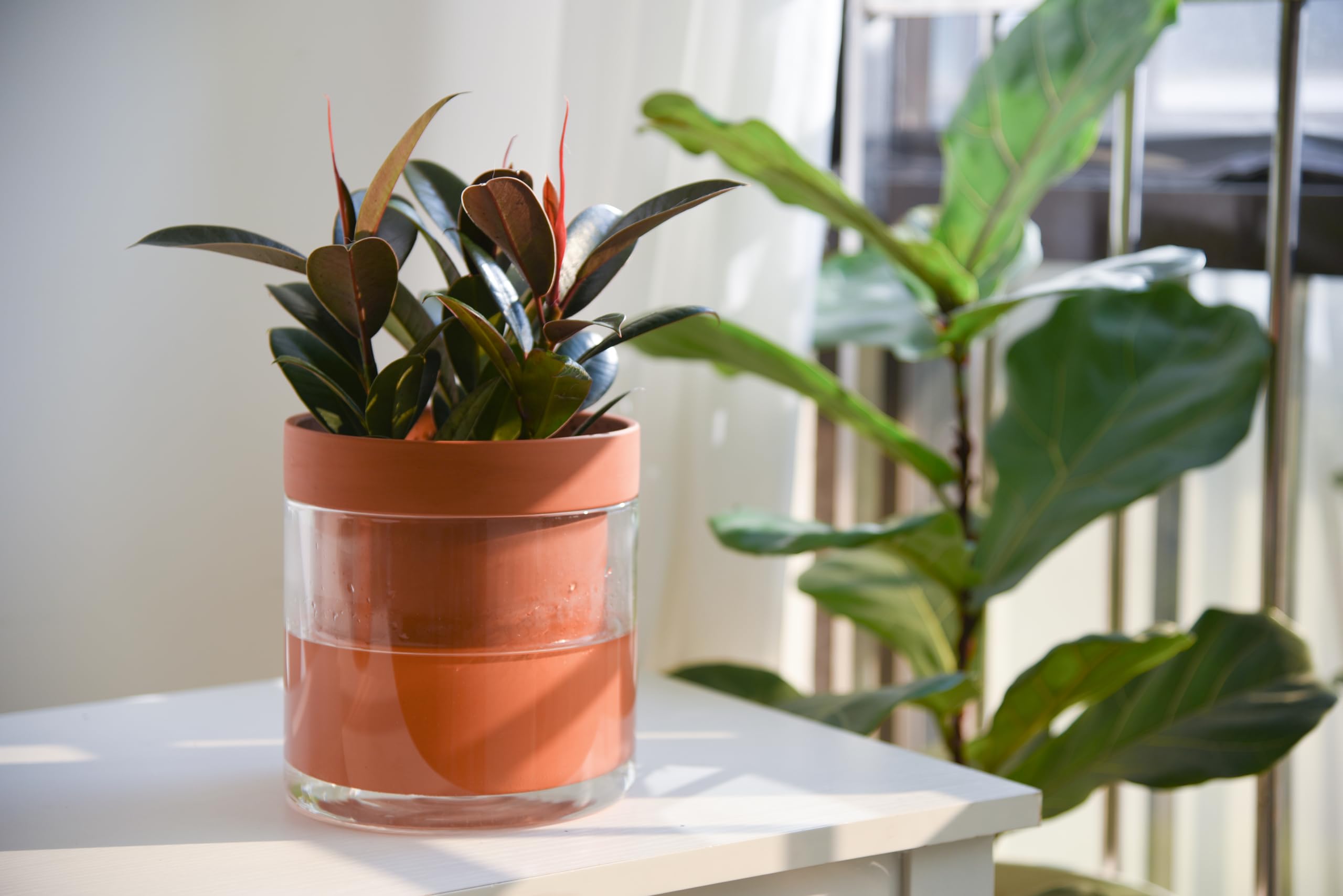Phoenix Vine planter next to hand showing scale and fit benefit