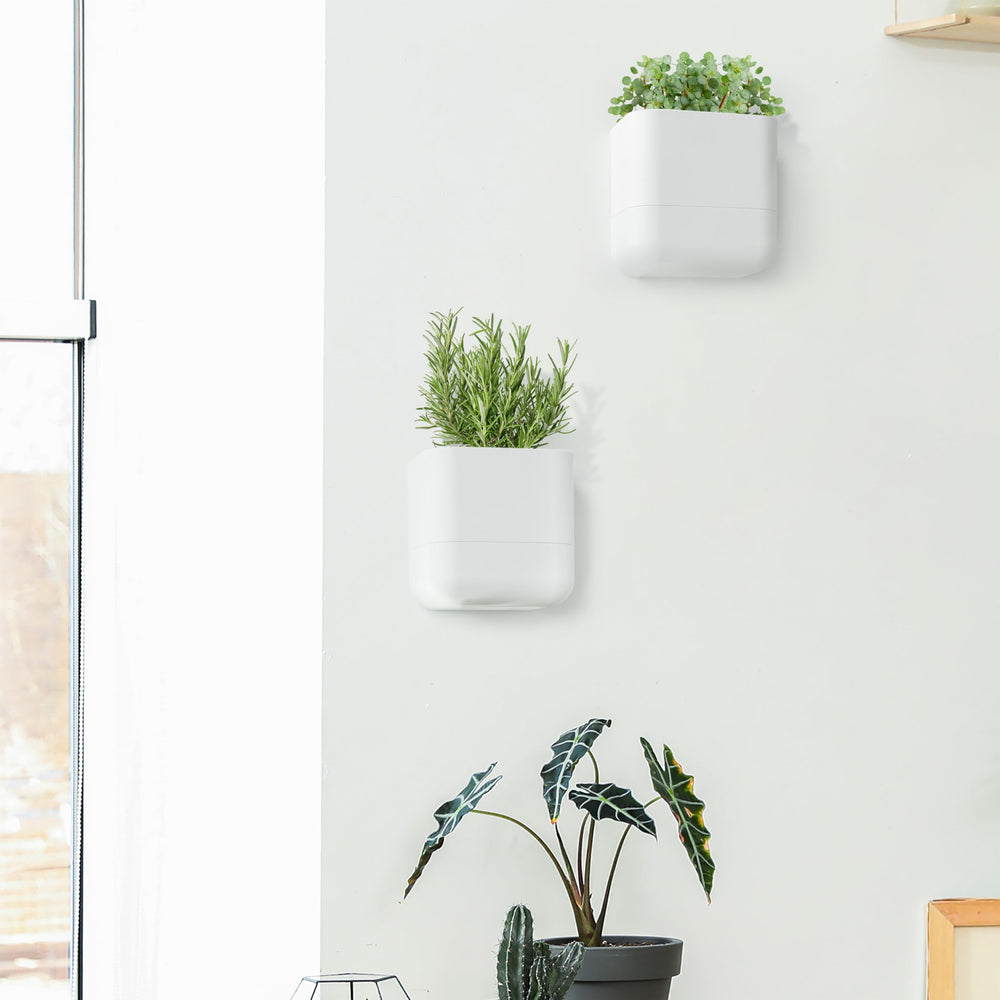 Phoenix Vine three planters staggered to form a vertical green wall