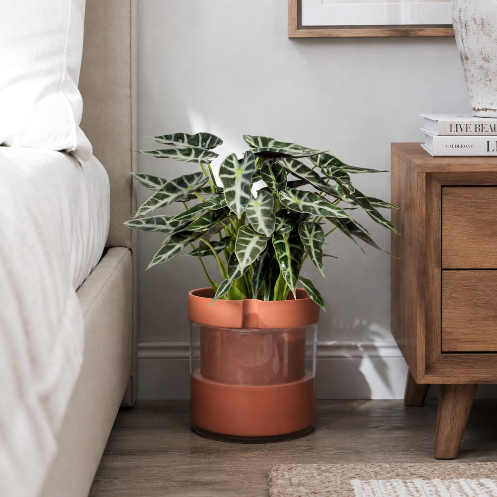 Phoenix Vine planter on windowsill with plants showing decorative and practical benefit
