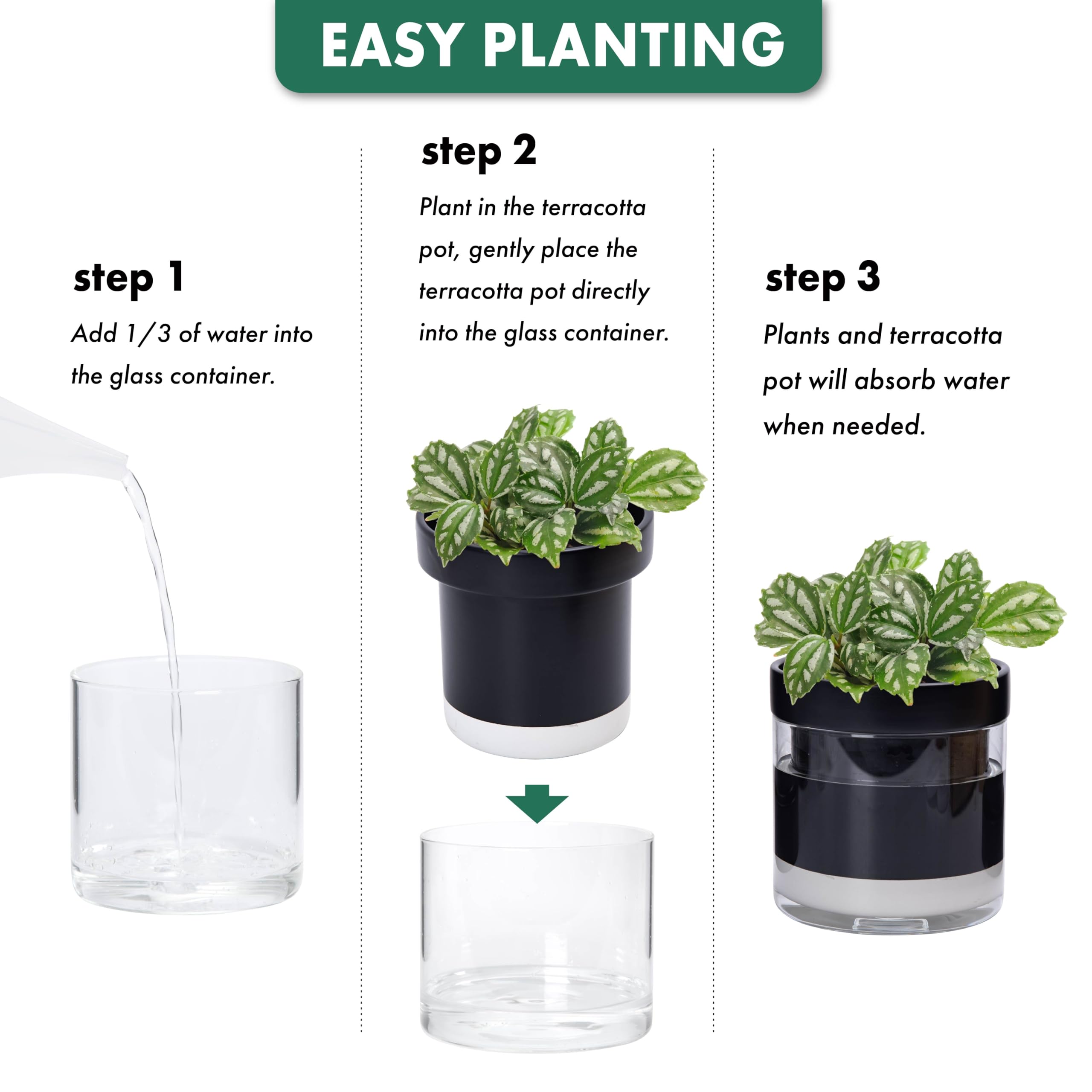 Phoenix Vine packaging and instruction sheet demonstrating easy setup and care