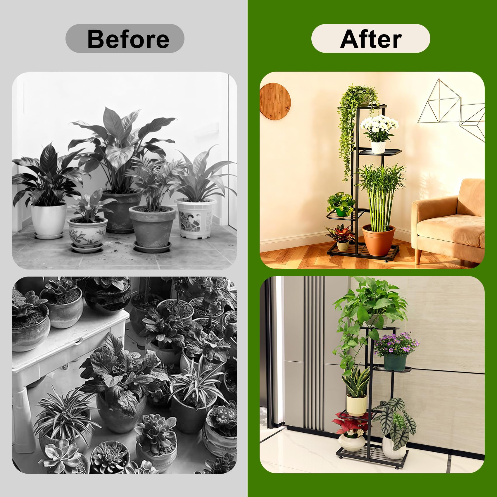 Phyluckny beside a common pot to show scale and pot compatibility benefit
