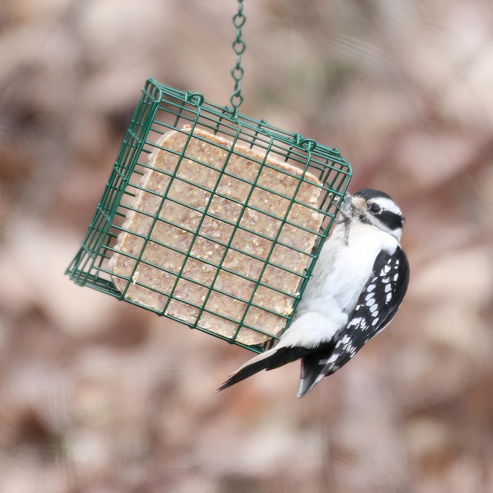 Pine Tree Farms suet cake placed inside metal suet feeder offering clean feeding