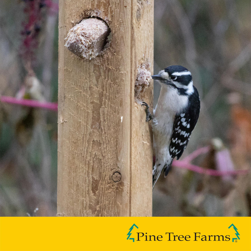 Three Pine Tree Farms suet plugs arranged to show how they fit into log feeders