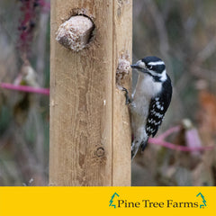 Three Pine Tree Farms suet plugs arranged to show how they fit into log feeders