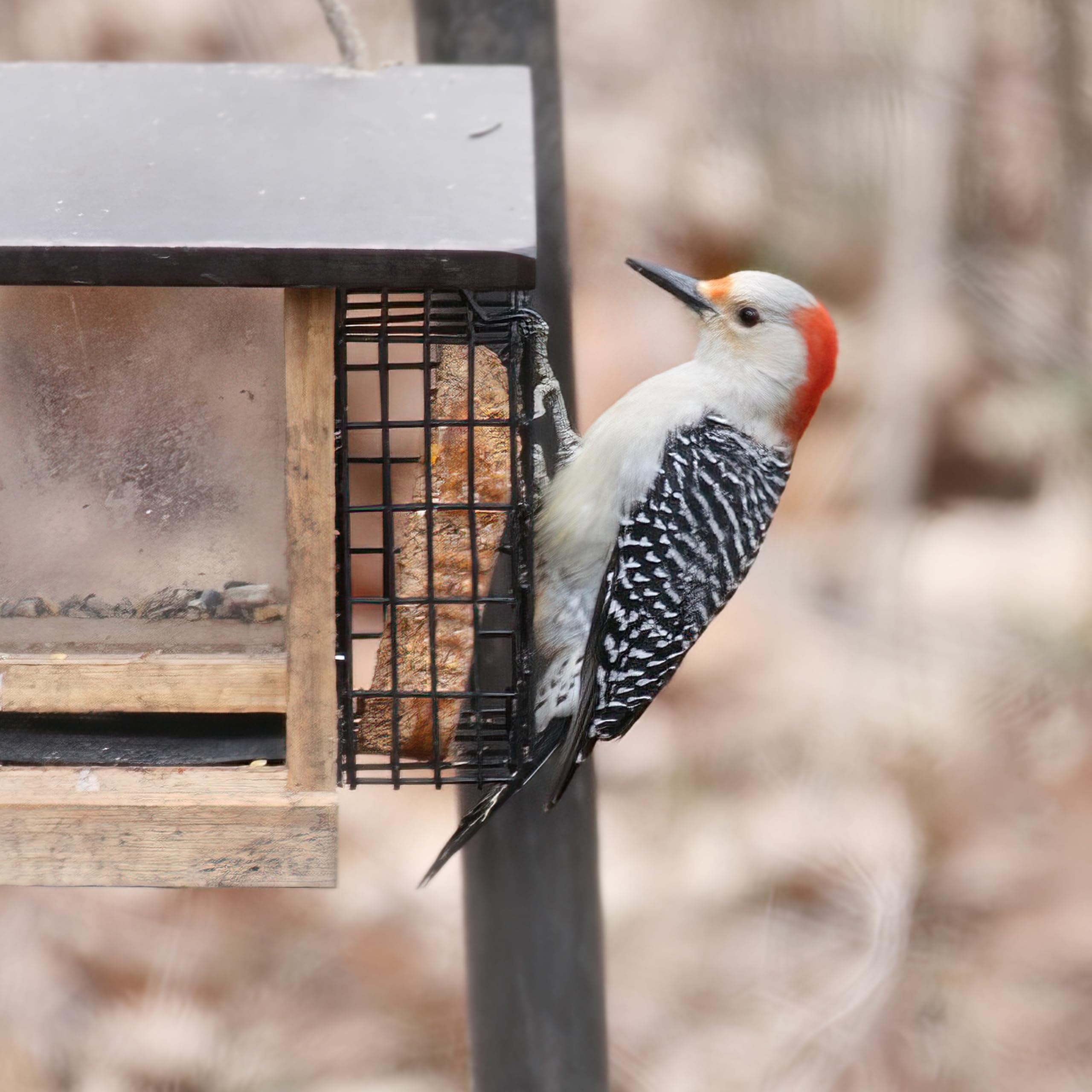Pine Tree Farms suet cake in hanging feeder attracting a woodpecker