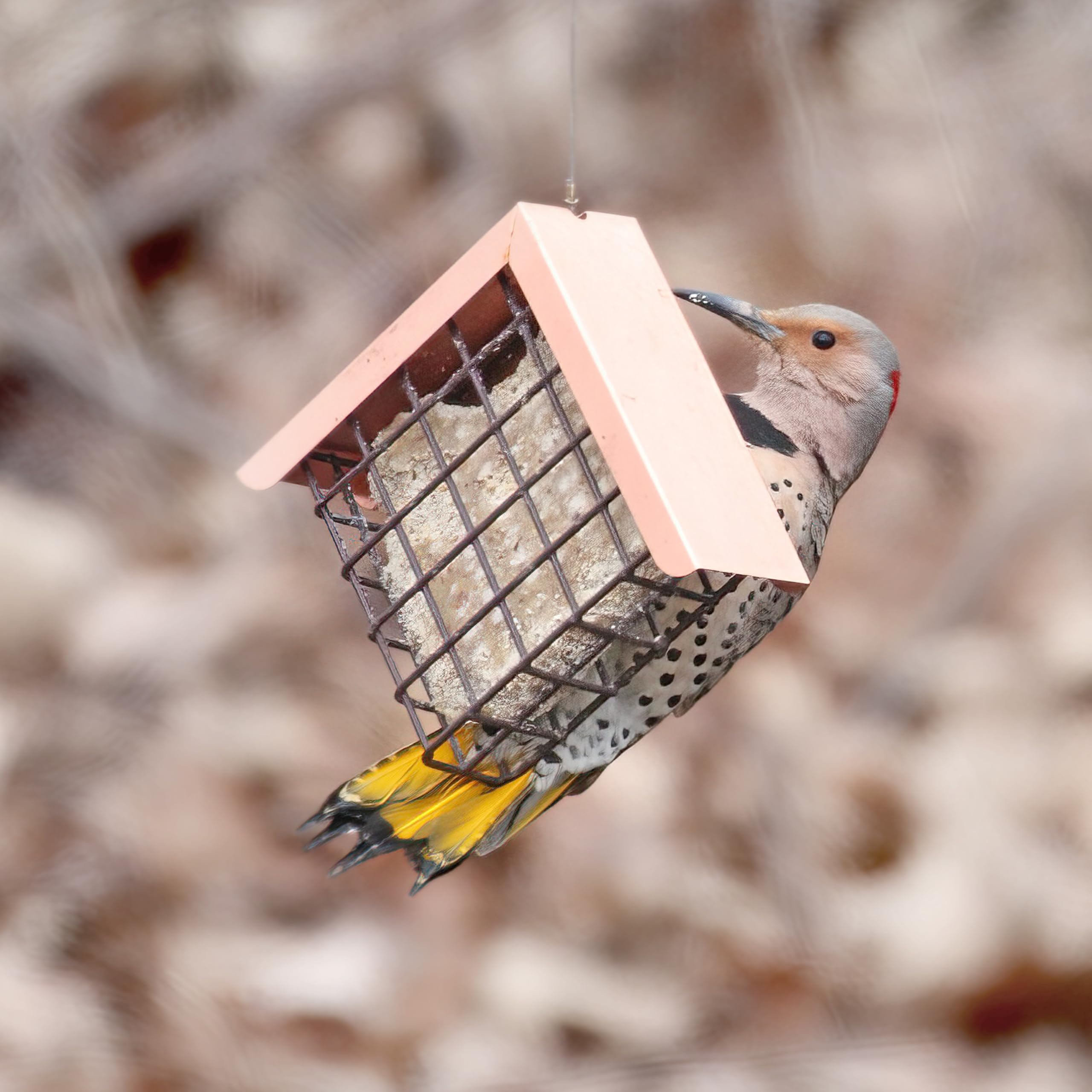 Pine Tree Farms suet cake in hanging cage, stable and mess-free in warm weather