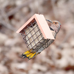 Pine Tree Farms suet cake in hanging cage, stable and mess-free in warm weather