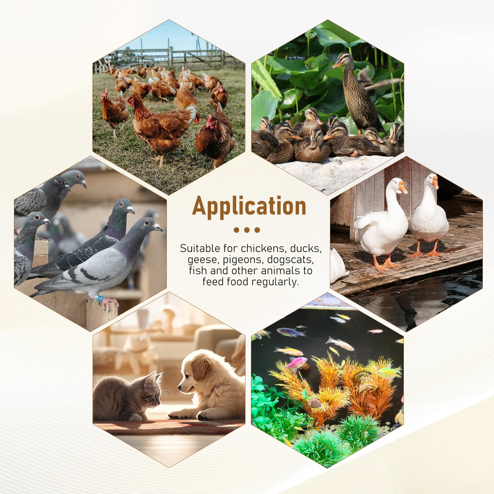 PKNYBZH feeding multiple birds simultaneously demonstrating reduced waste and routine