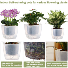Planterhoma clear pot showing healthy root visibility for easy monitoring