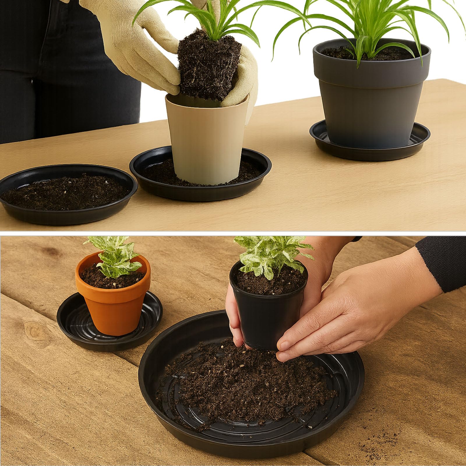 Planterhoma scale comparison with ruler illustrating true 20-inch diameter