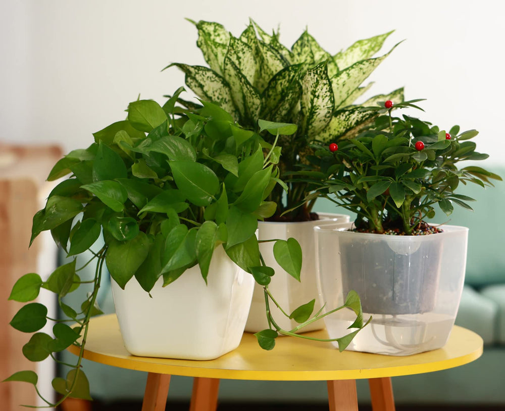 Planterhoma side view showing water reservoir capacity and soil separation benefit