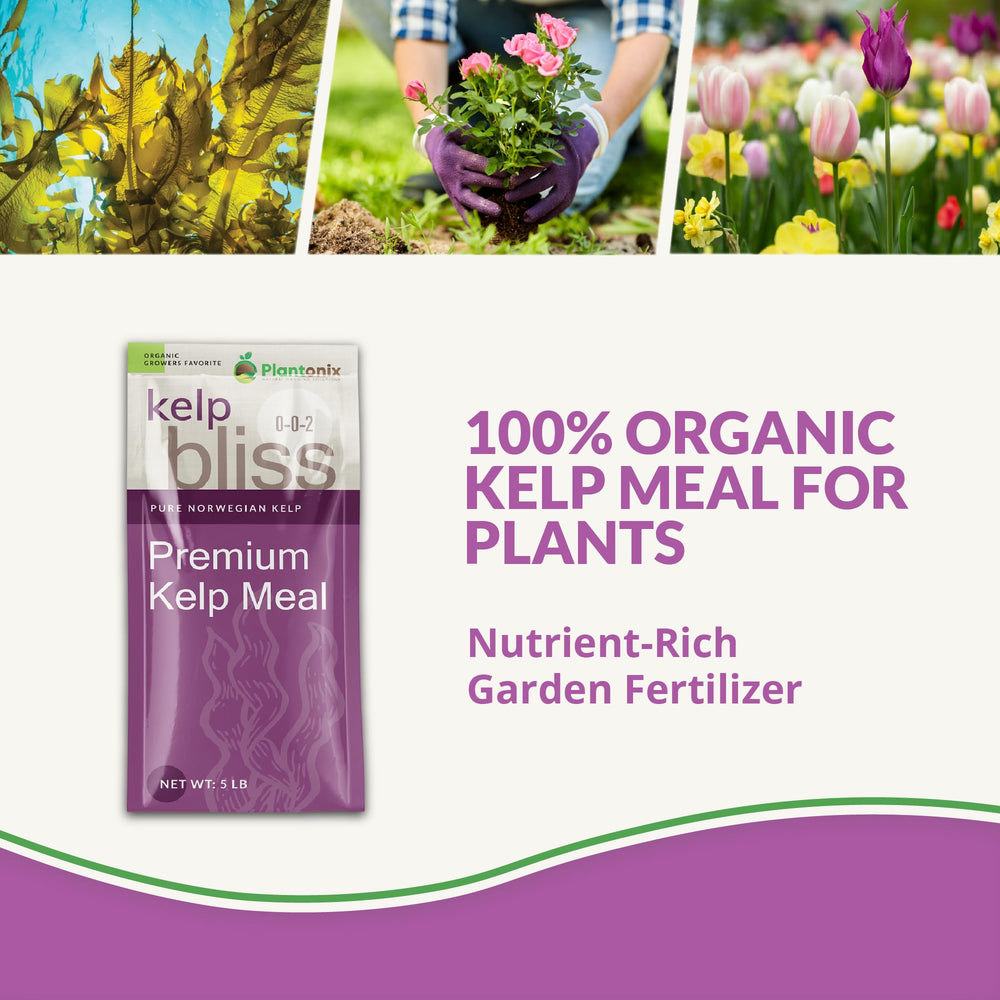 plantonix close-up of kelp meal texture highlighting organic content and easy mixing