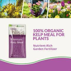 plantonix close-up of kelp meal texture highlighting organic content and easy mixing