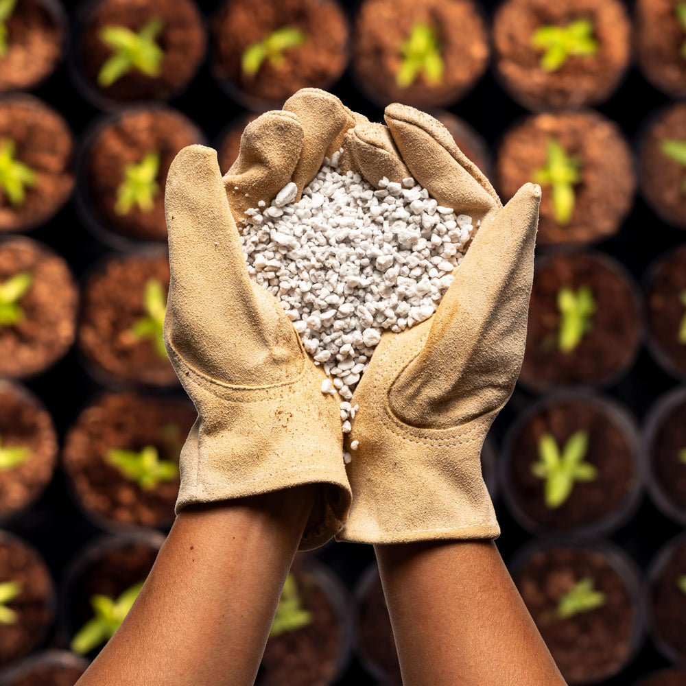 plantonix perlite in hydroponic net pot supporting stable root moisture