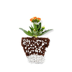 plantonix perlite used in seed tray promoting fast drainage and healthy seedlings