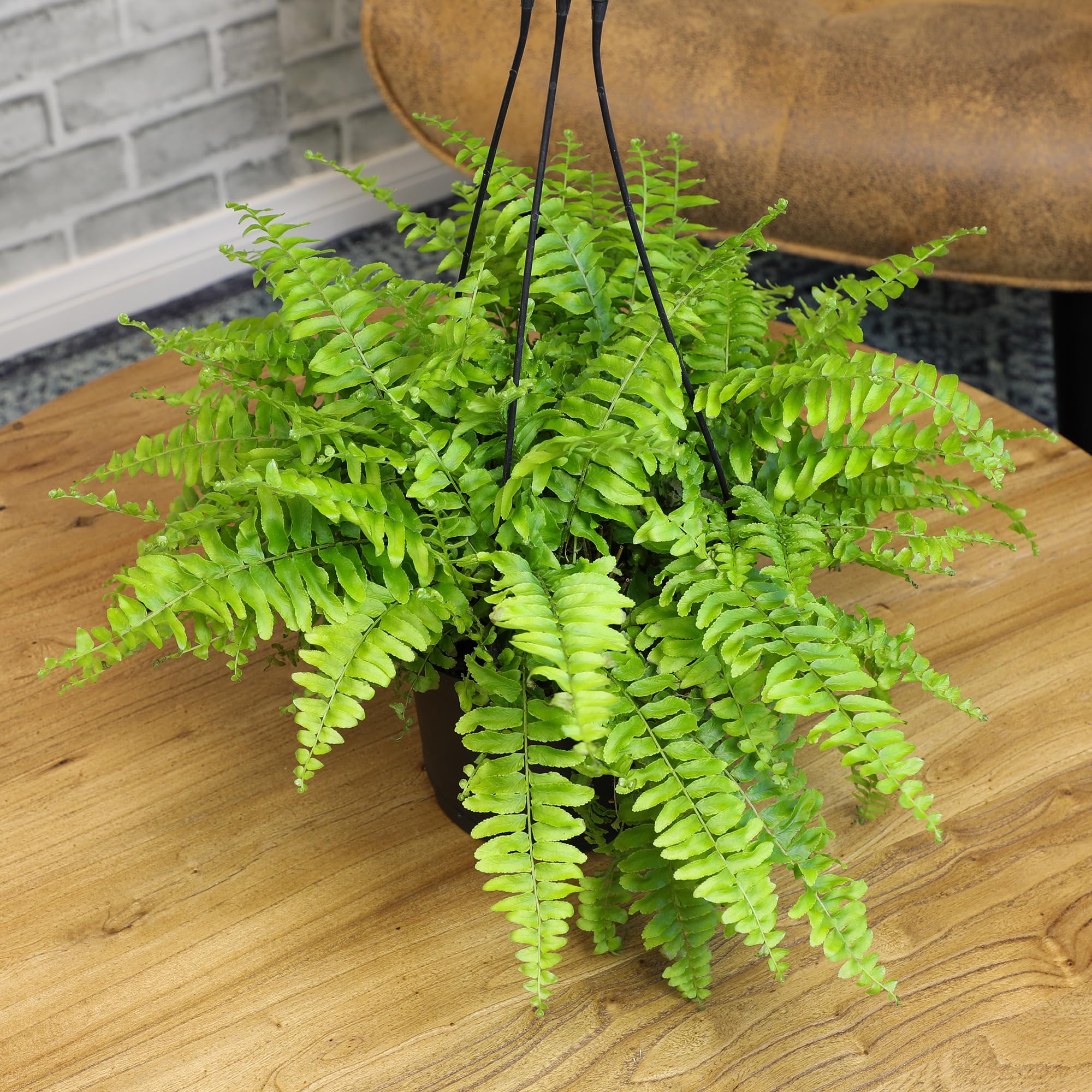 Plants for Pets Boston fern black 6-inch basket detail highlighting sturdy hanger