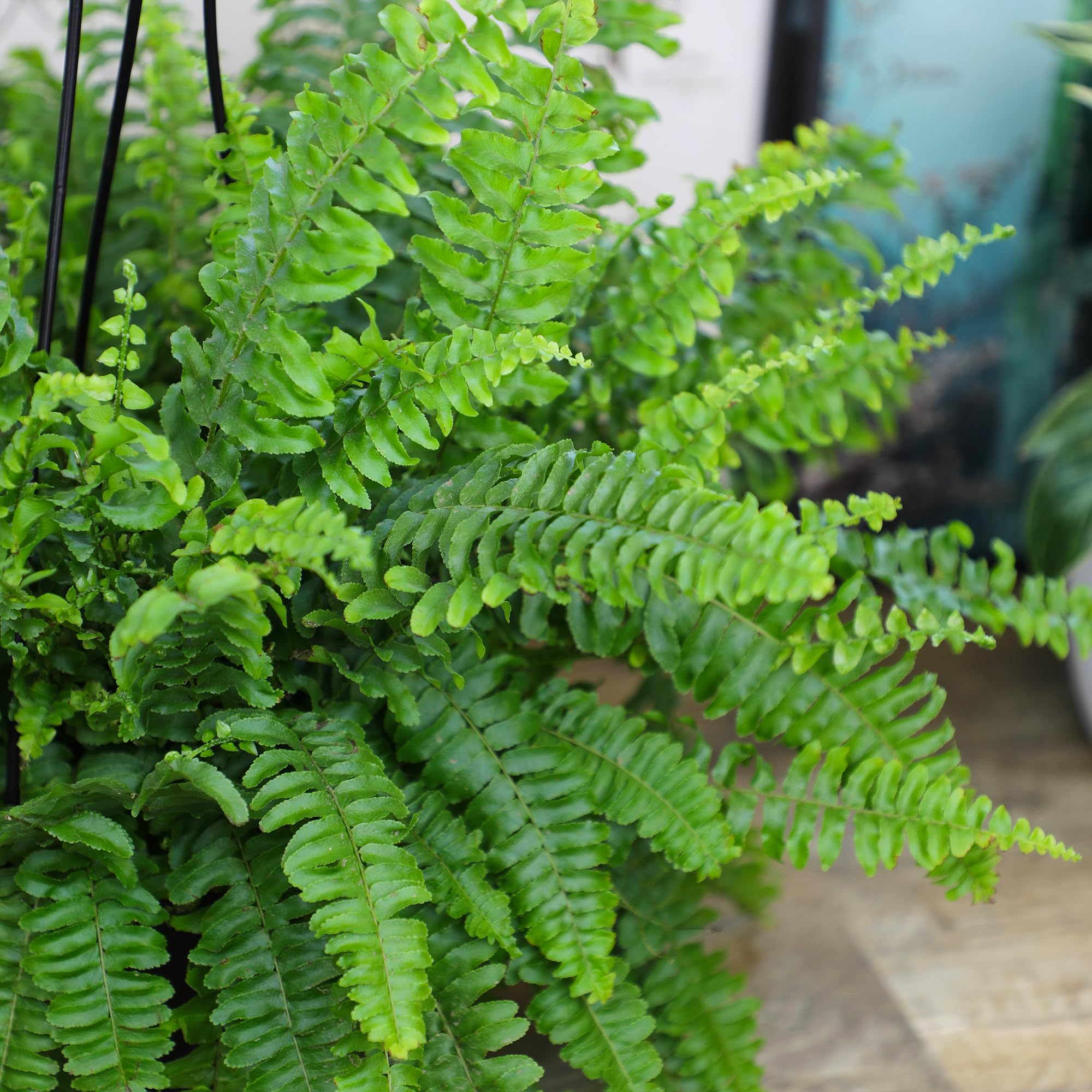Plants for Pets Boston fern styled in bathroom adding humidity-loving greenery