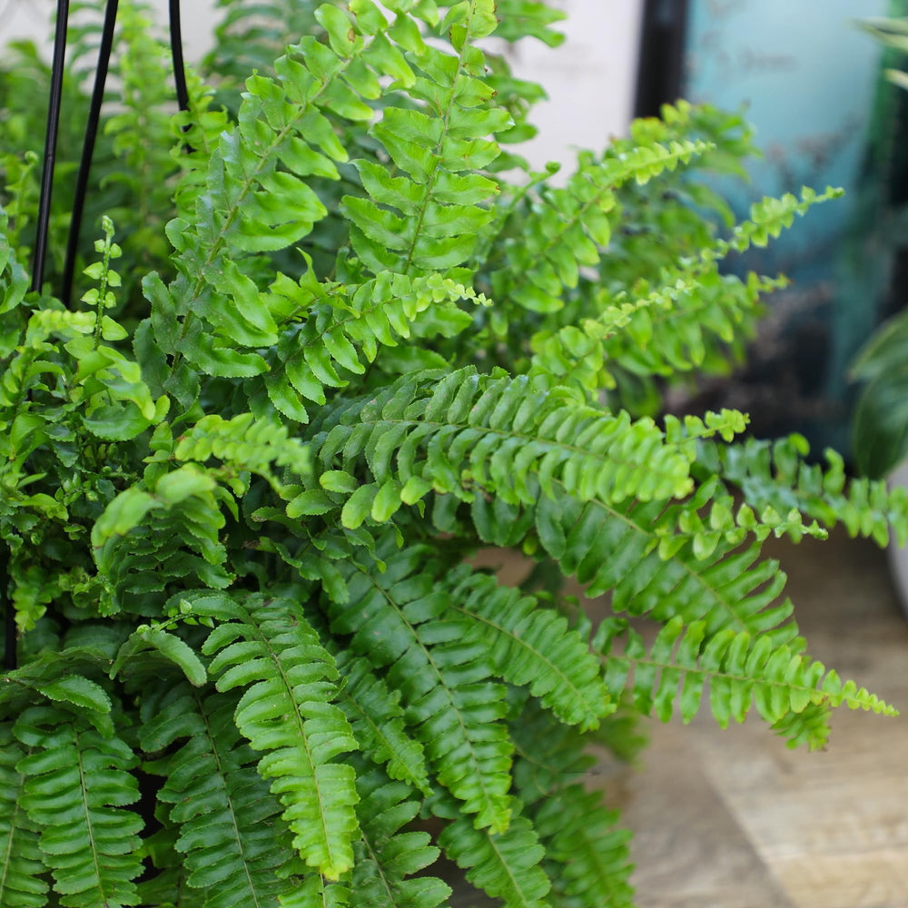 Plants for Pets Boston fern styled in bathroom adding humidity-loving greenery