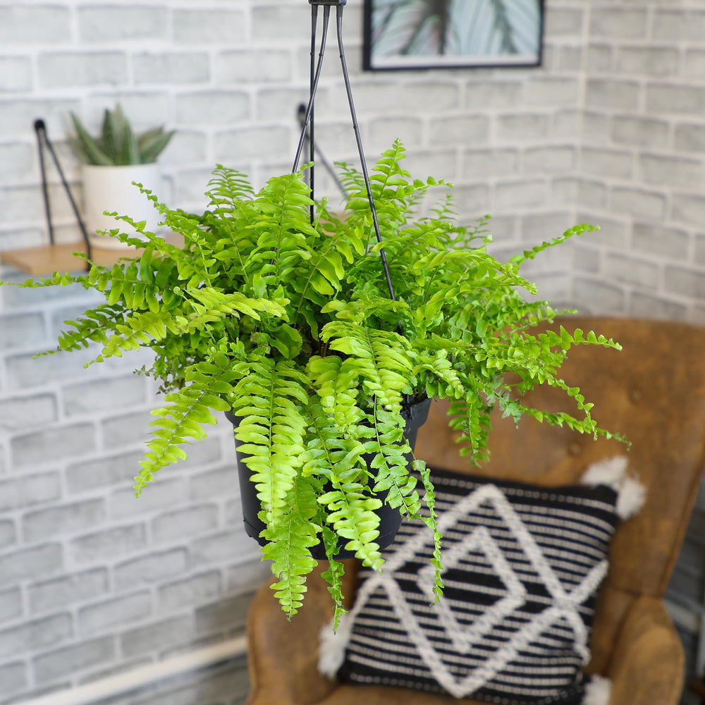 Plants for Pets Boston fern frond close-up showing delicate leaflets and healthy texture