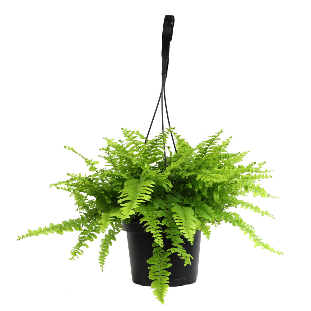 Plants for Pets Boston fern front view showing lush hanging foliage and vibrant greenery