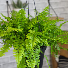 Plants for Pets Boston fern hanging on porch providing shaded, cooling decor