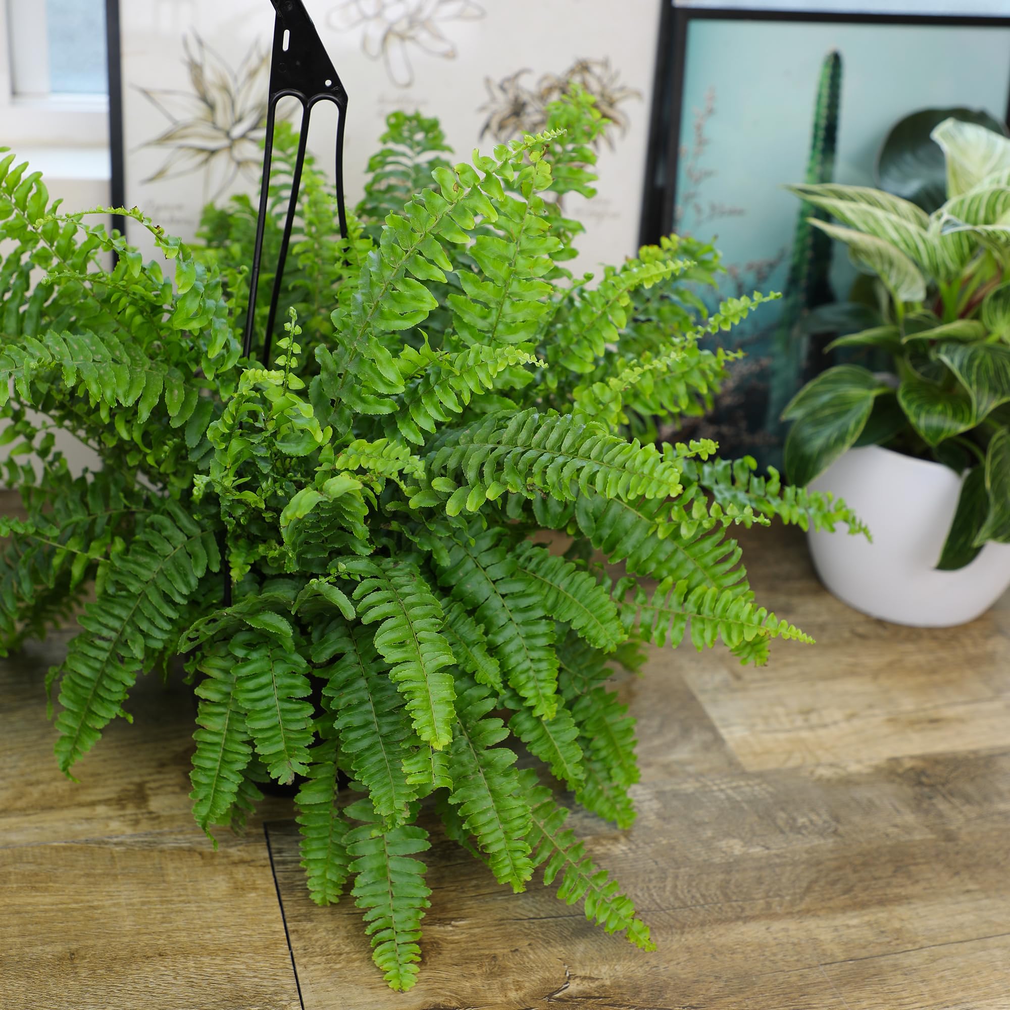 Plants for Pets Boston fern next to water bottle size comparison for scale