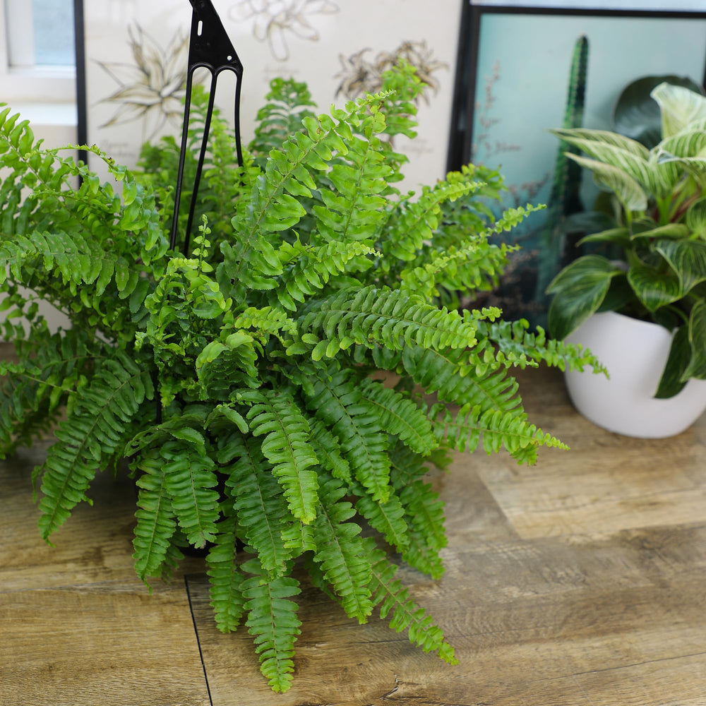 Plants for Pets Boston fern next to water bottle size comparison for scale