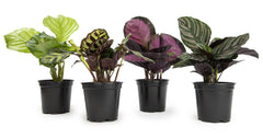 Plants for Pets front display of four Calathea pots showing variety and decorative appeal