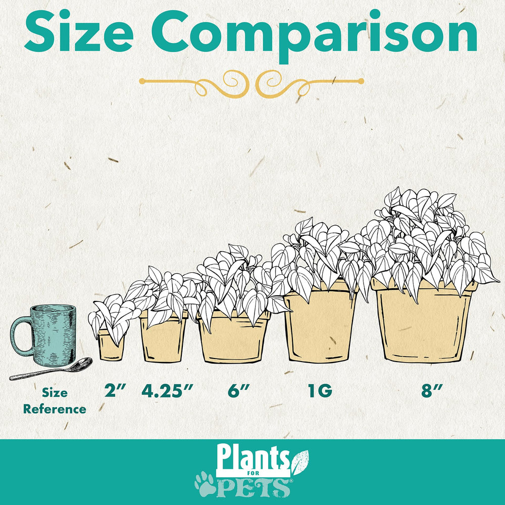 Plants for Pets pebble tray humidity setup demonstrating healthier foliage benefits