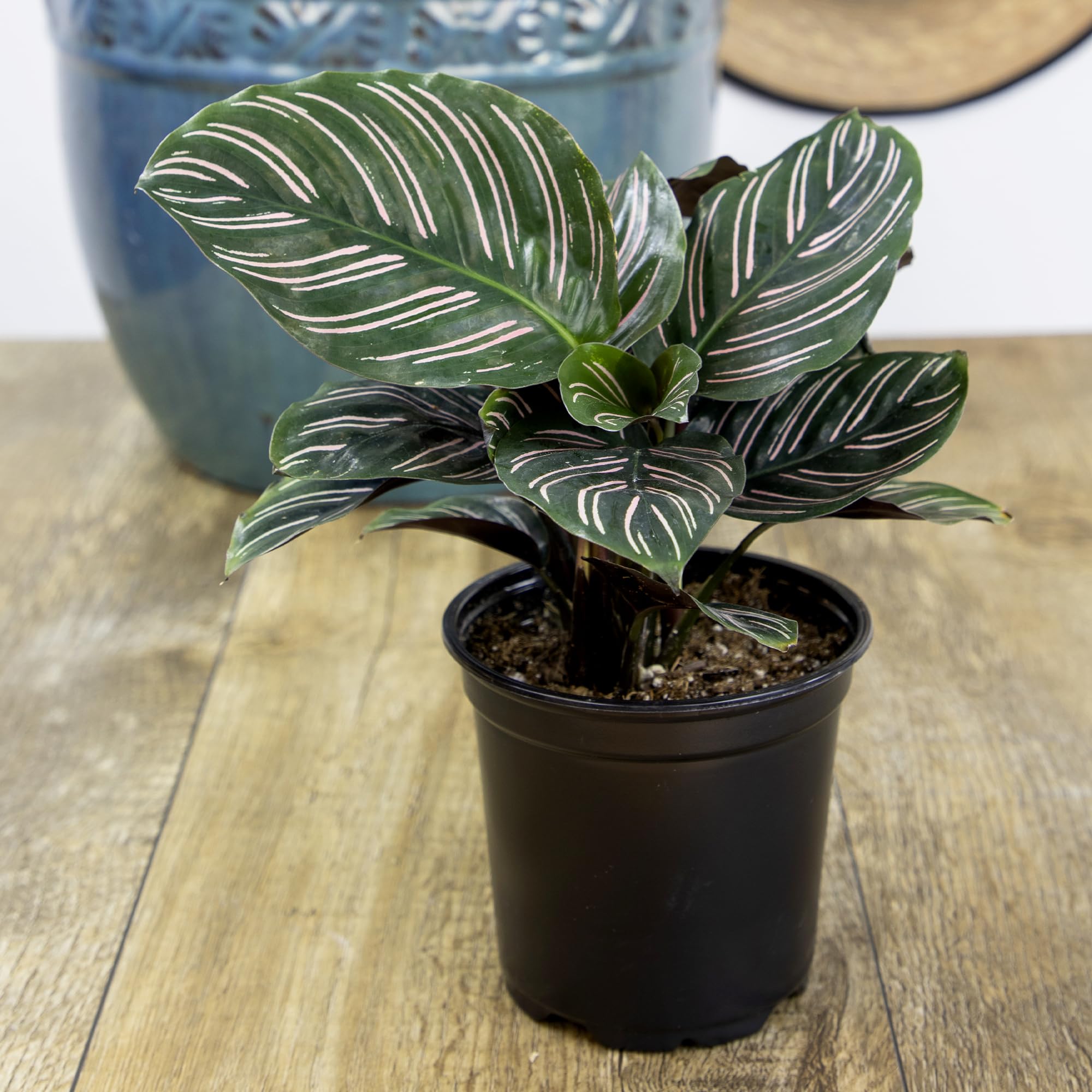 Plants for Pets Calathea arranged on a styled shelf adding color to home decor