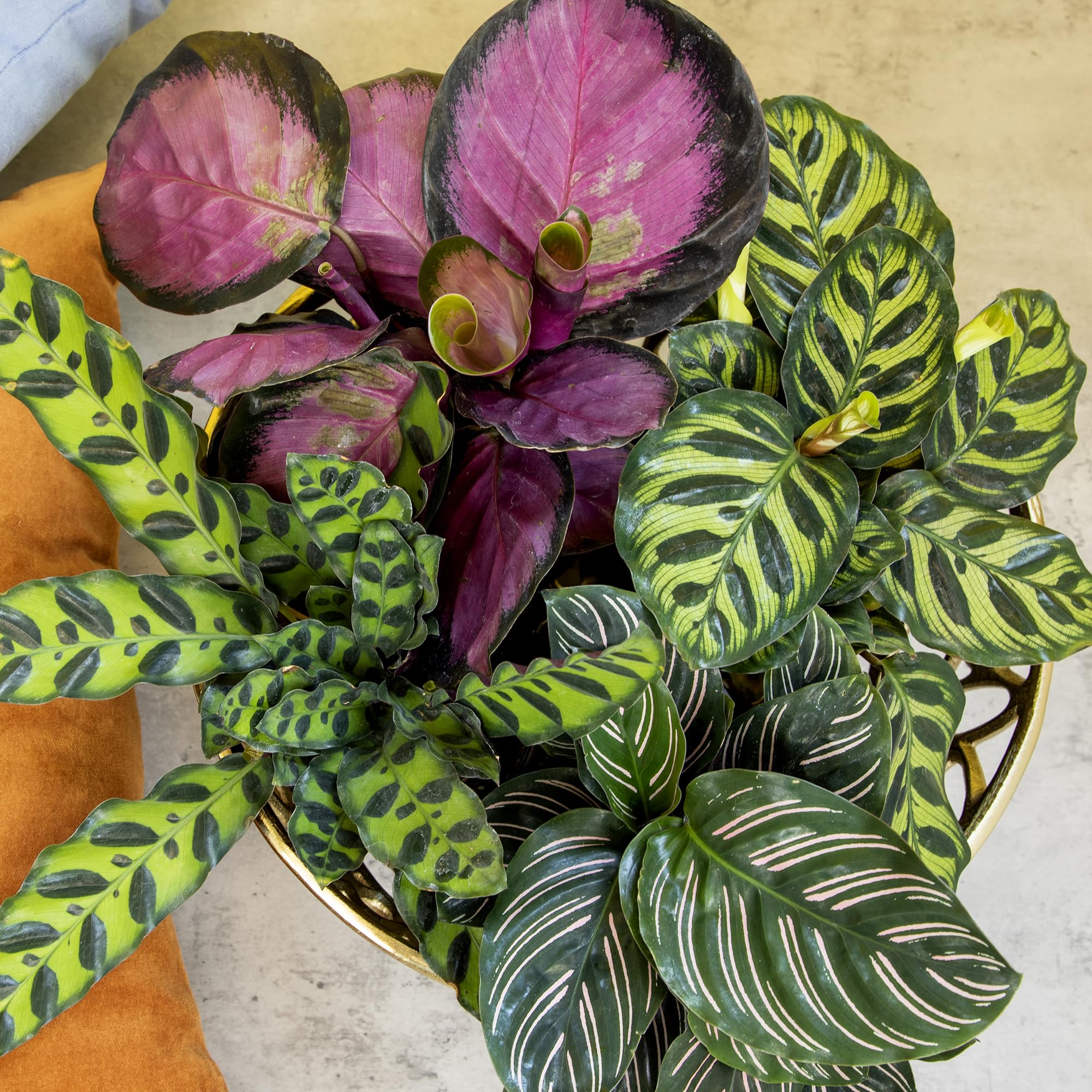 Plants for Pets close-up of pinstripe Calathea leaf highlighting striking stripes