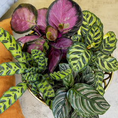 Plants for Pets close-up of pinstripe Calathea leaf highlighting striking stripes