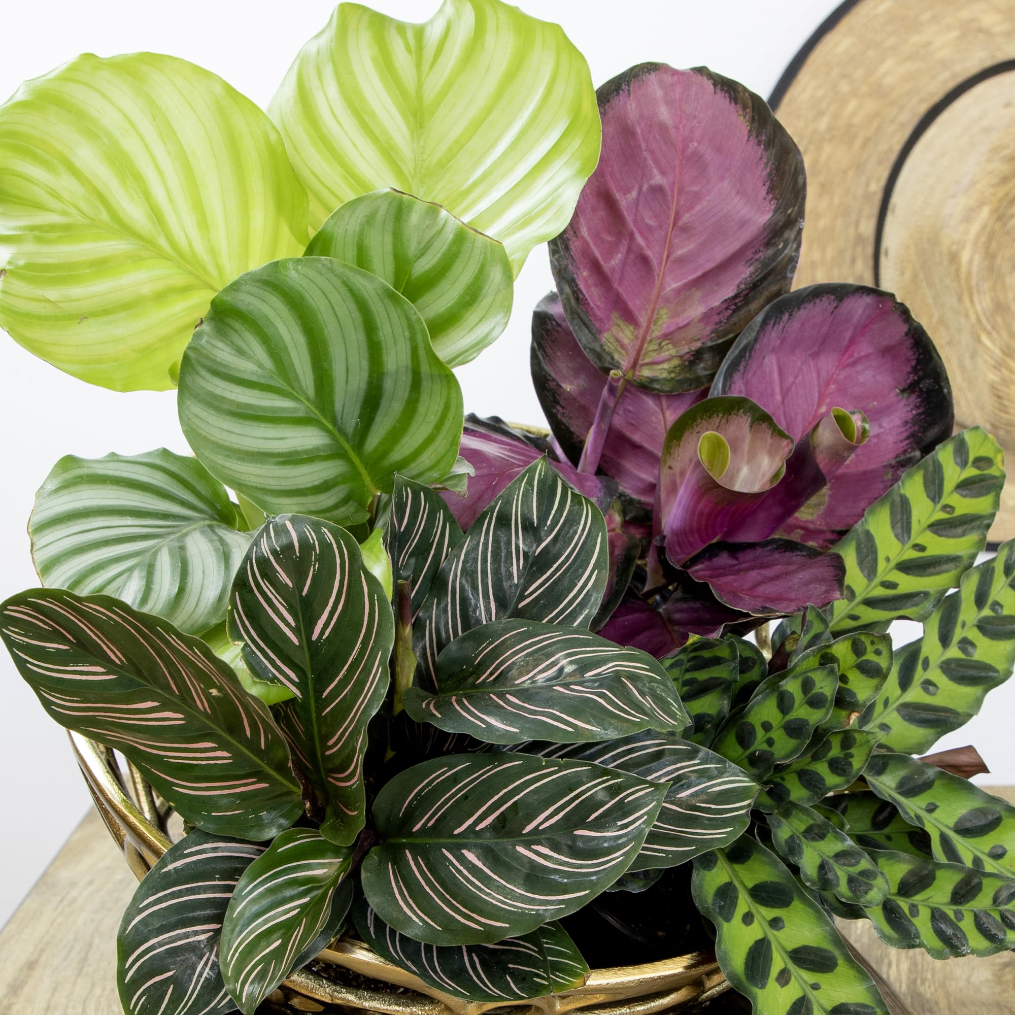 Plants for Pets nursery pot label and stake ensuring clear variety identification