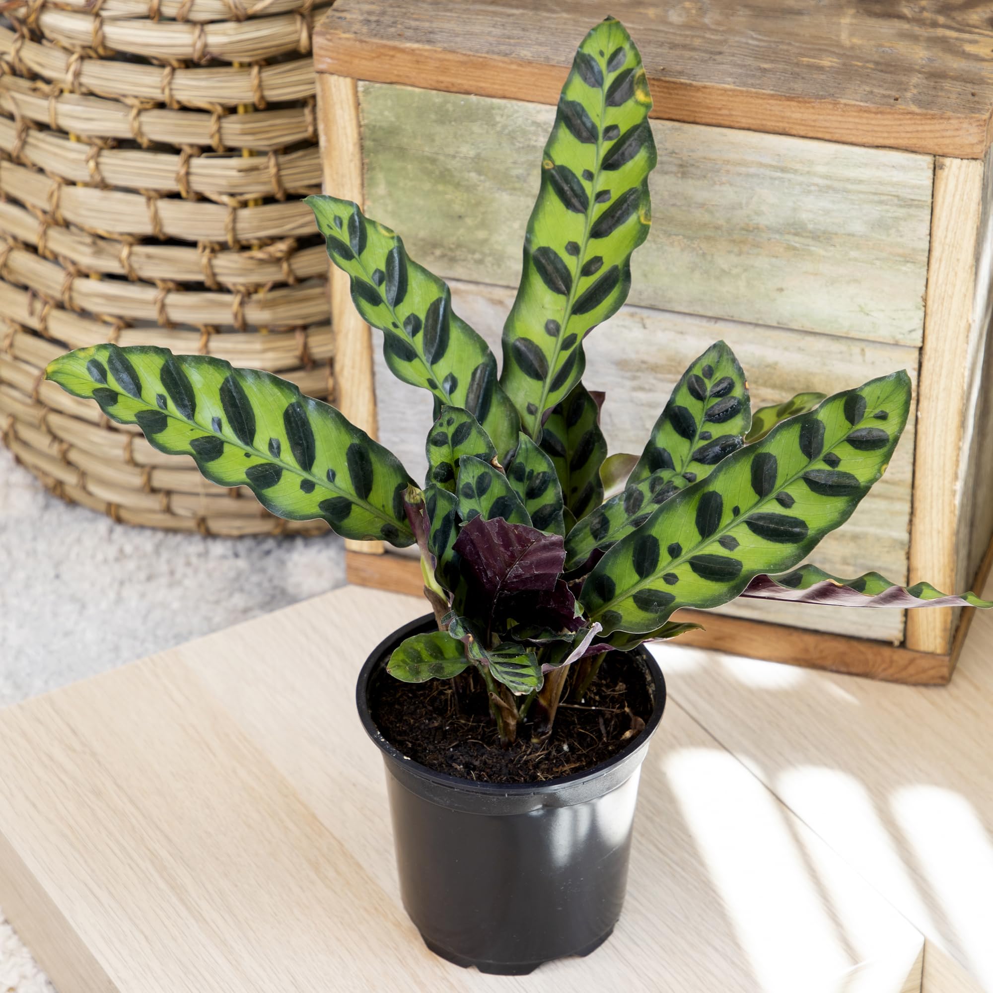 Plants for Pets hand-held Calathea next to a hand showing plant size and scale