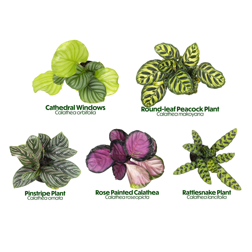 Plants for Pets four Calathea varieties in 4" pots showing ready-to-display convenience
