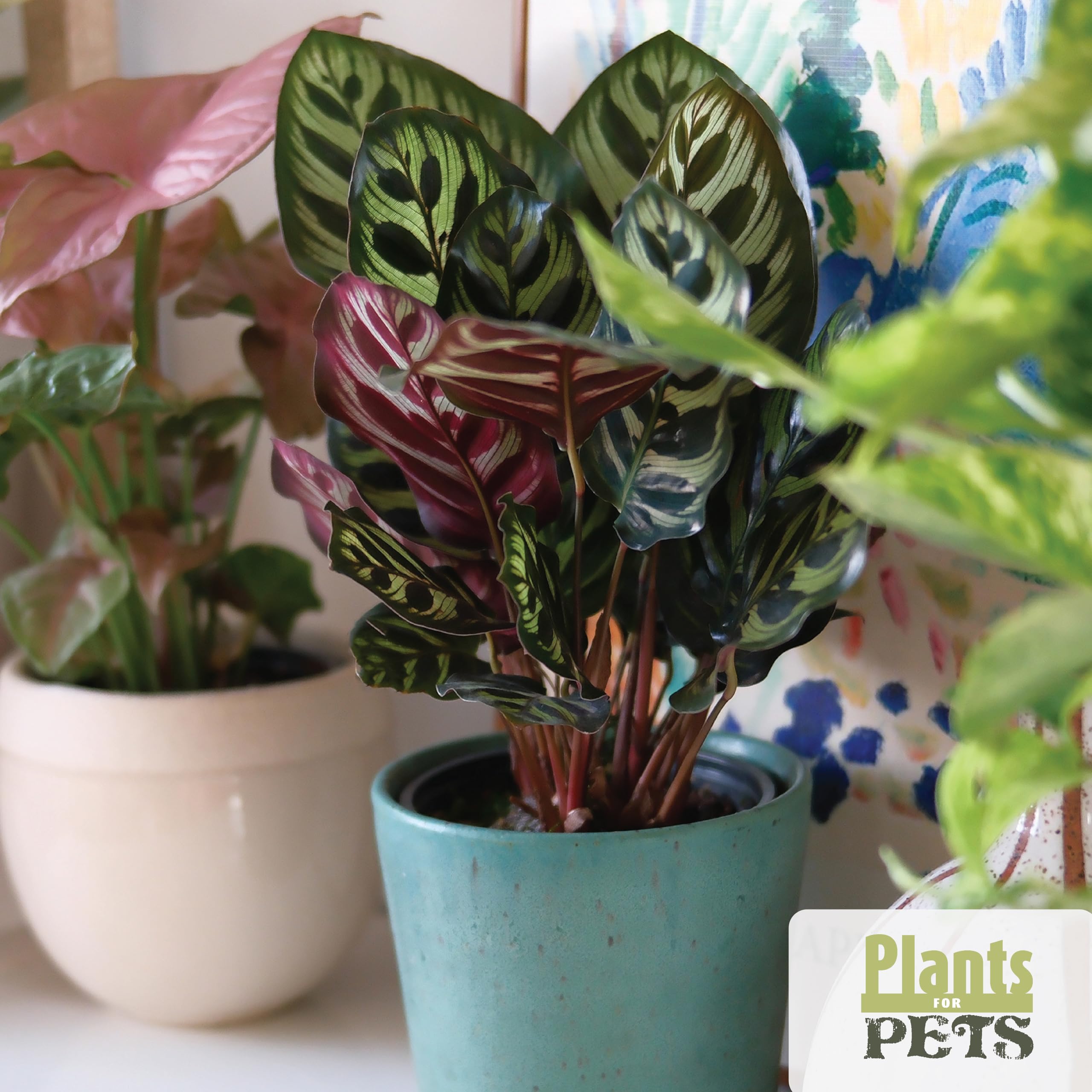Plants for Pets care infographic included to help identify plants and simplify care