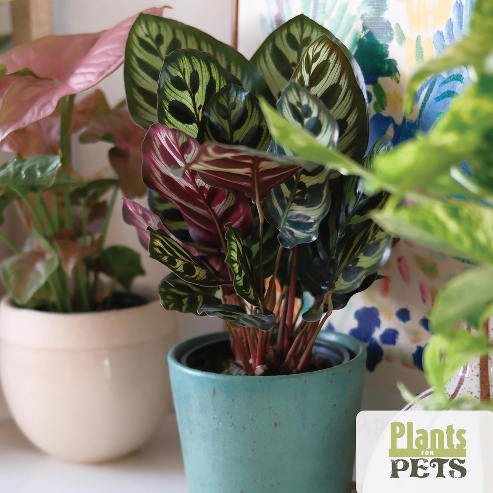 Plants for Pets care infographic included to help identify plants and simplify care