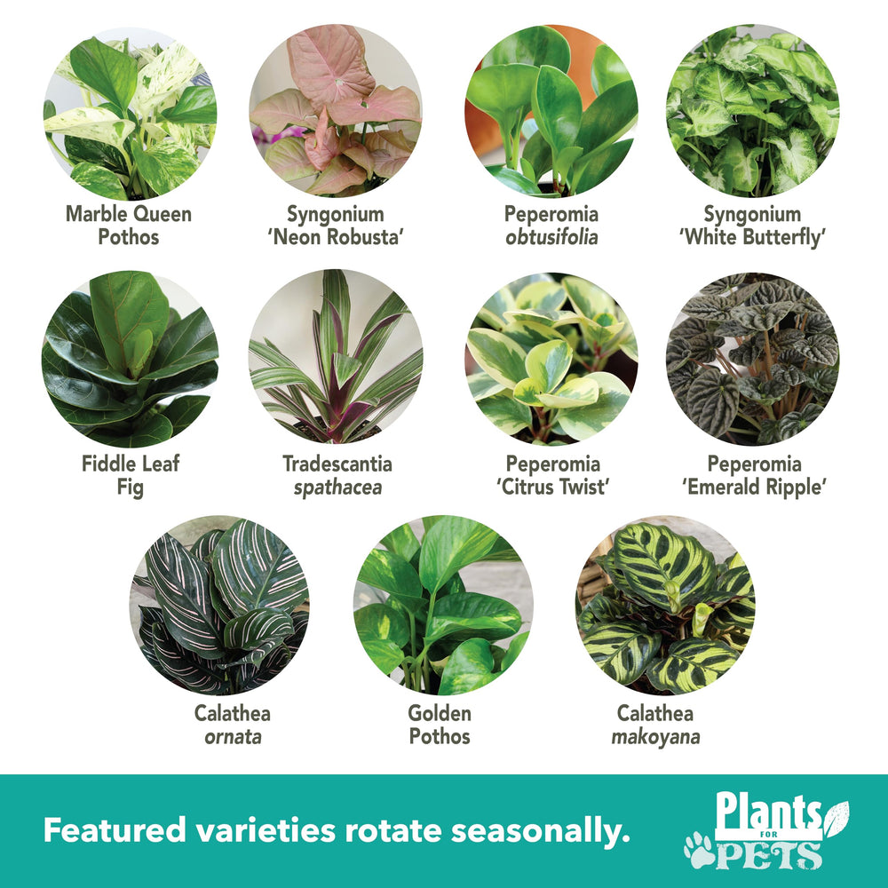 Plants for Pets close-up of leaf texture highlighting vibrant, healthy foliage