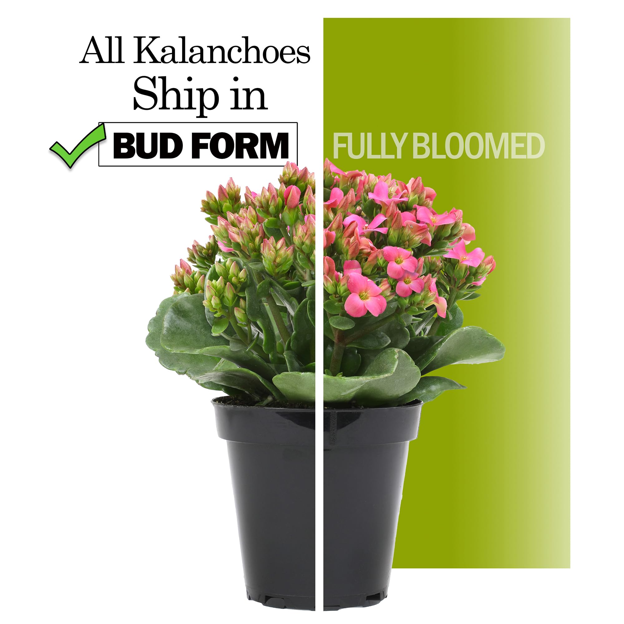 Plants for Pets Florist Kalanchoe close-up of clustered blooms revealing texture and vibrancy benefit