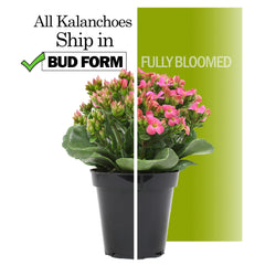 Plants for Pets Florist Kalanchoe close-up of clustered blooms revealing texture and vibrancy benefit