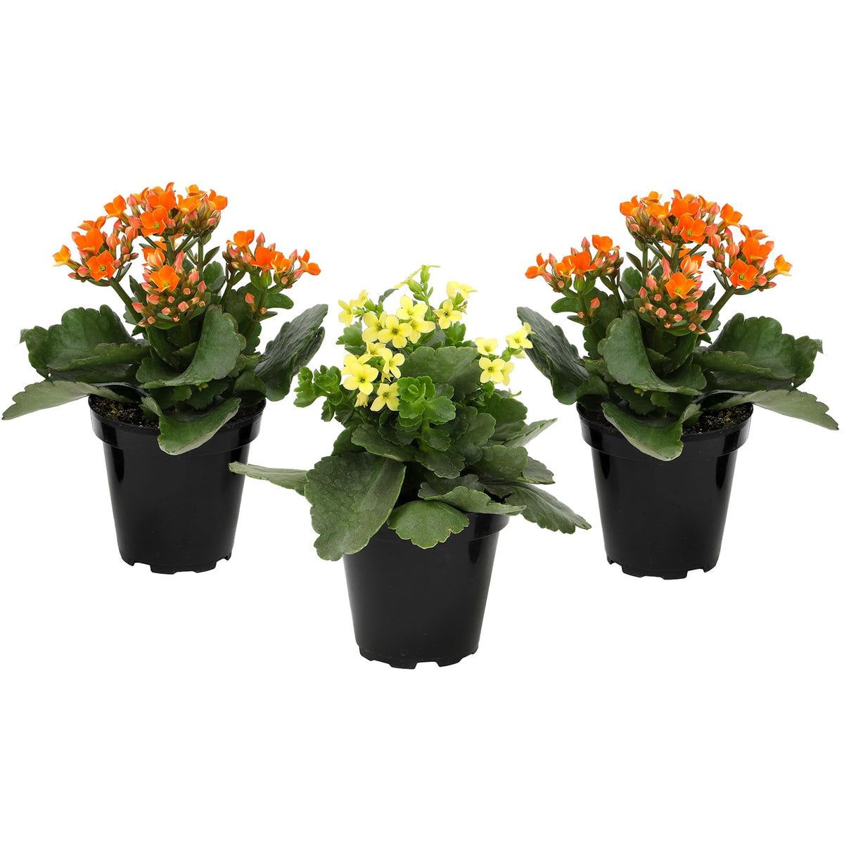 Plants for Pets Florist Kalanchoe front view showing three colorful succulents, adds instant color
