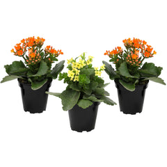 Plants for Pets Florist Kalanchoe front view showing three colorful succulents, adds instant color