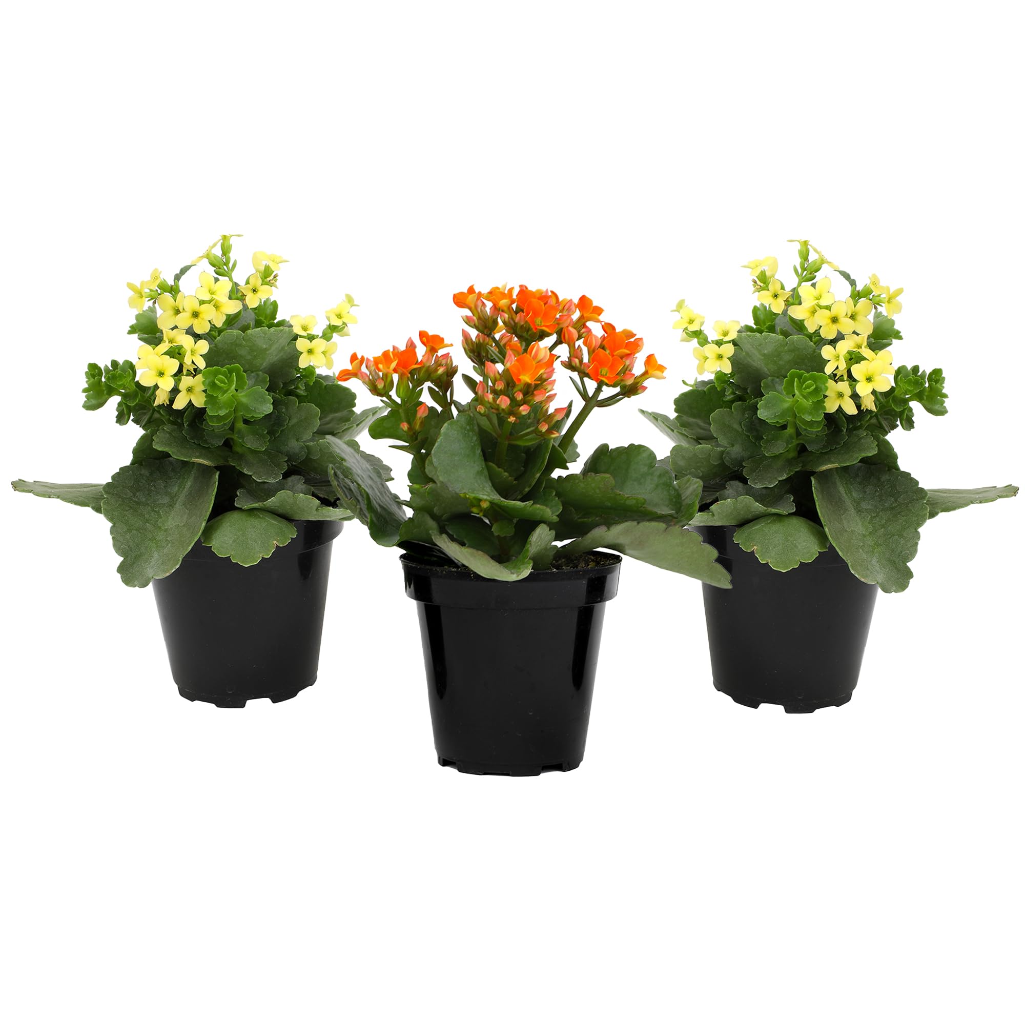 Plants for Pets Florist Kalanchoe staged on a windowsill demonstrating bright indoor decor benefit