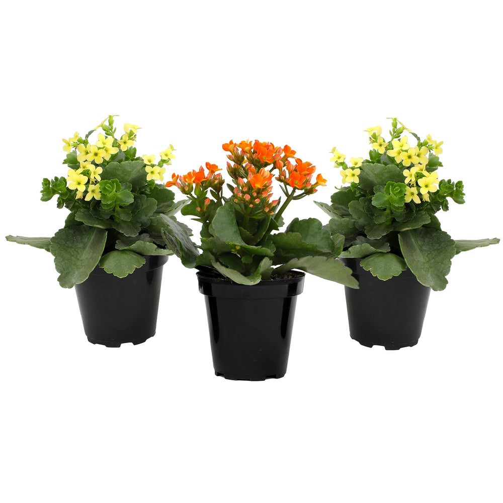 Plants for Pets Florist Kalanchoe staged on a windowsill demonstrating bright indoor decor benefit