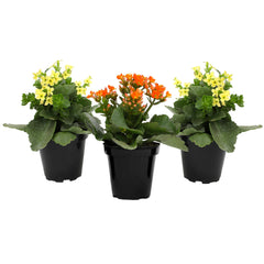 Plants for Pets Florist Kalanchoe staged on a windowsill demonstrating bright indoor decor benefit