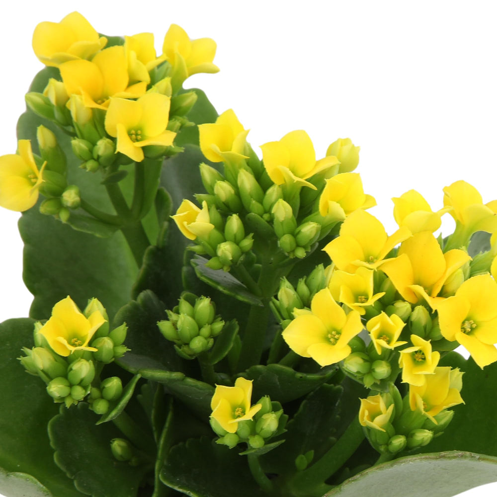Plants for Pets Florist Kalanchoe beside a ruler displaying approximate 7-inch height for scale