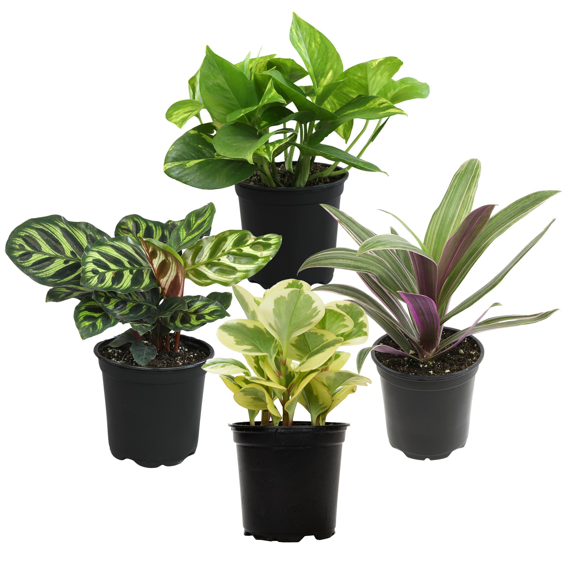 Plants for Pets front packaging showing four potted houseplants and healthy foliage